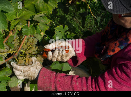 Raccolta manuale. Con l aiuto della sua forbici, il picker taglia un grappolo di uva. Foto Stock