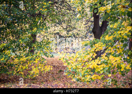 Bosco autunnale vista panoramica di foglie chaging e caduta sul pavimento Foto Stock