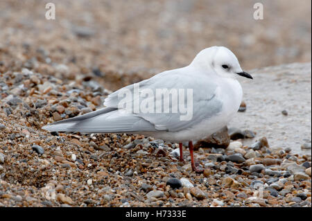 Ross il gabbiano (Rhodostethia rosea) adulto in livrea invernale permanente sulla spiaggia di ciottoli, Norfolk, Inghilterra, Regno Unito Foto Stock