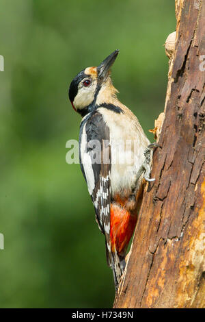 Picchio rosso maggiore (Dendrocops major) Alimentazione adulto mentre appollaiato sul tronco di albero Bulgaria Foto Stock