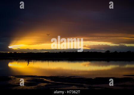 Lone seagull vola sopra Lambert's Swamp, vicino a Mildura. Questo Salt Lake riempie ed evapora stagionalmente. Foto Stock