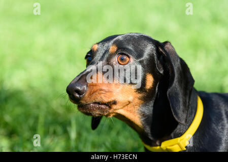 Headshot ritratto di nero e marrone cane bassotto indossando il collare giallo Foto Stock