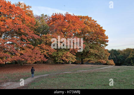 Hampstead Heath, Londra, Regno Unito. Il 2 novembre 2016. Meteo REGNO UNITO: perfetto clima autunnale in Colorfull Hampstead Heath. Credito: Credito: David Bleeker Fotografia/Alamy Live News Foto Stock