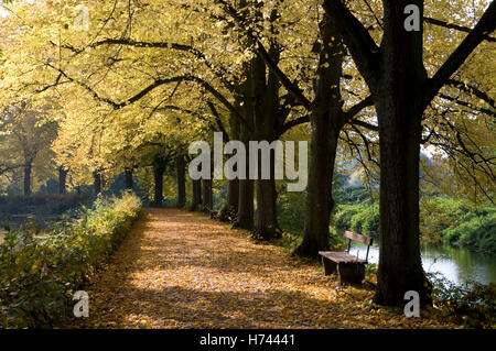 Viale alberato presso il fiume Stever in Luedinghausen, Muensterland regione Renania settentrionale-Vestfalia Foto Stock