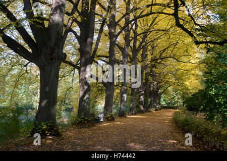 Viale alberato presso il fiume Stever in Luedinghausen, Muensterland regione Renania settentrionale-Vestfalia Foto Stock