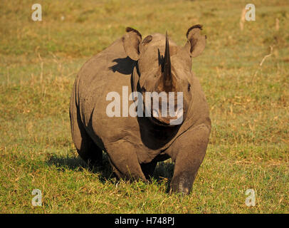 Testa maschile il rinoceronte nero (Diceros simum) & attendant red fatturati oxpecker (Buphagus erythrorhynchus) sui pascoli Kenya Foto Stock