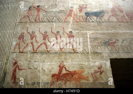 L'Egitto. Saqqara. Mastaba di Ti. Ca. 2400 A.C. V dinastia. Antico Regno. Rilievo raffigurante scena ranch. Foto Stock