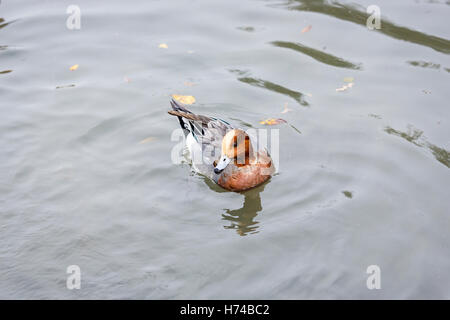 Eurasian maschio fischione (Anas penelope) nuoto, Arundel Wildfowl & Wetlands Trust, West Sussex, Regno Unito Foto Stock