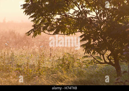 In autunno la luce del mattino e la nebbia in giardino Foto Stock