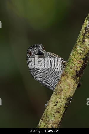 Fasciated Antshrike (Cymbilaimus lineatus fasciatus) maschio adulto appollaiato sul ramo pipeline Road, Panama Novembre Foto Stock