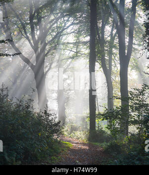 La luce del sole attraverso gli alberi in autunno. Foto Stock