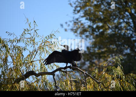 Cormorano asciugando le sue ali su un ramo di un albero Foto Stock