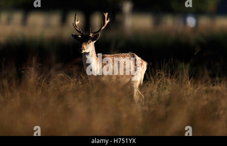 Cervi in Richmond Park, Londra. Foto Stock