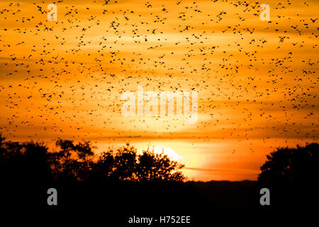 Stormo di storni (Sturnus vulgaris) nella parte anteriore del tramonto. Murmuration al crepuscolo riempie il cielo con un enorme numero di uccelli Foto Stock