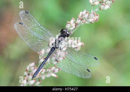 Nero darter, Sympetrum danae, noto anche come Meadowhawk Foto Stock