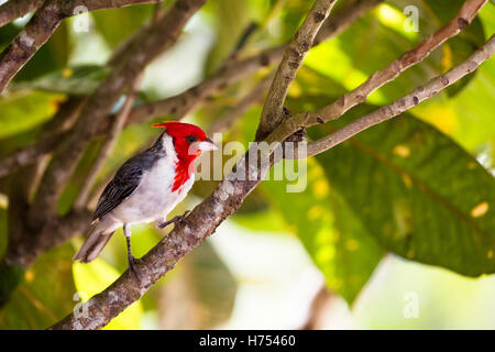 Rosso-crested cardinale (Paroaria coronata) nella valle di Waimea su Oahu, Hawaii, Stati Uniti d'America. Foto Stock