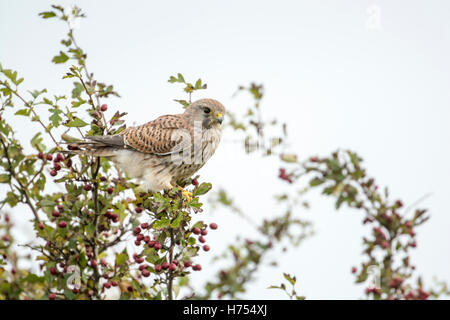 Comune di gheppio (Falco tinnunculus). La ricerca di sesso femminile per la preda da un albero di biancospino in autunno. Foto Stock