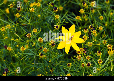 Coreopsis verticillata Foto Stock