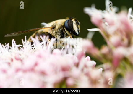 Il miele delle api per raccogliere il polline su un fiore rosa Foto Stock