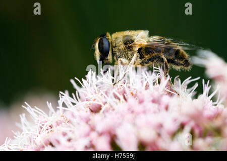 Il miele delle api per raccogliere il polline su un fiore rosa Foto Stock