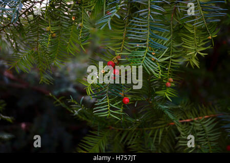 Close-up di rami di un yew con bacche rosse Foto Stock