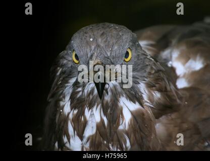 Arrabbiato cercando femminile europeo falco pecchiaiolo (Pernis apivorus) a.k.a.Common Pern Foto Stock