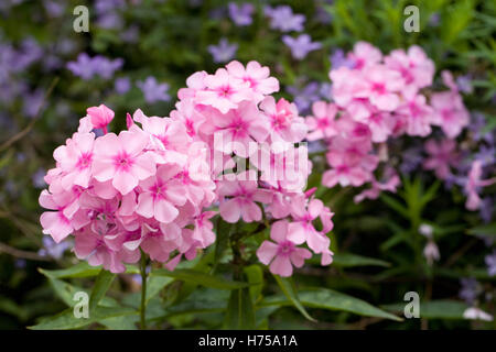 Phlox paniculata "Glamis' Fiori. Foto Stock