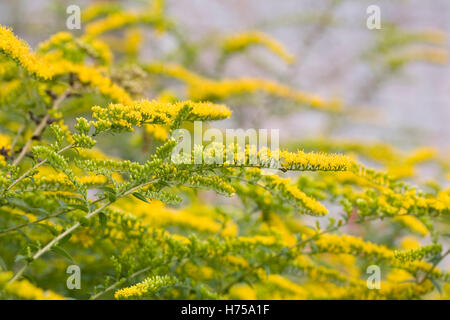 Solidago 'Vello d'Oro' Fiori. Foto Stock