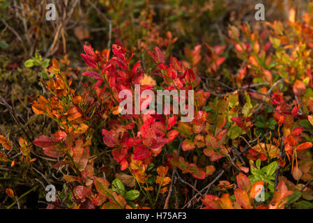 Paesaggio autunnale Holmasjön lago vicino Ramkvilla, Smaland, Svezia Foto Stock