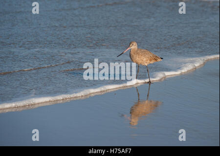 Sabbia Piper camminando lungo la spiaggia schiumoso shore Foto Stock