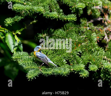 Un piccolo trillo del tettuccio superiore, la Parula settentrionale può essere trovato nelle foreste boreali del Québec. Foto Stock