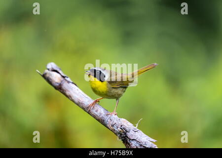 Un ampia maschera nera dona un tocco di highwayman mystique al maschio Yellowthroat comune. Foto Stock