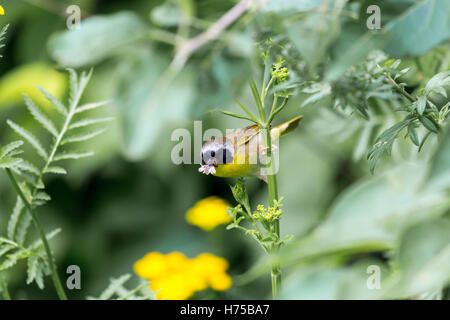 Un ampia maschera nera dona un tocco di highwayman mystique al maschio Yellowthroat comune. Foto Stock