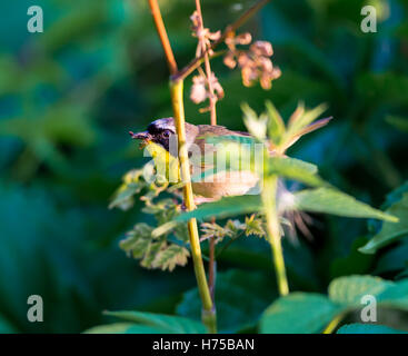 Un ampia maschera nera dona un tocco di highwayman mystique al maschio Yellowthroat comune. Foto Stock