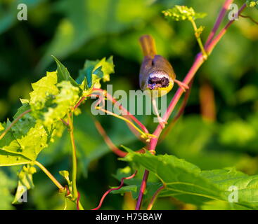 Un ampia maschera nera dona un tocco di highwayman mystique al maschio Yellowthroat comune. Foto Stock