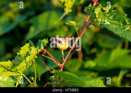 Un ampia maschera nera dona un tocco di highwayman mystique al maschio Yellowthroat comune. Foto Stock