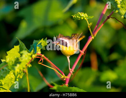 Un ampia maschera nera dona un tocco di highwayman mystique al maschio Yellowthroat comune. Foto Stock