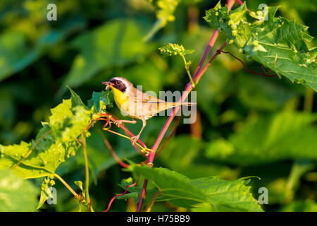 Un ampia maschera nera dona un tocco di highwayman mystique al maschio Yellowthroat comune. Foto Stock