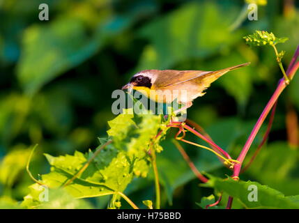 Un ampia maschera nera dona un tocco di highwayman mystique al maschio Yellowthroat comune. Foto Stock