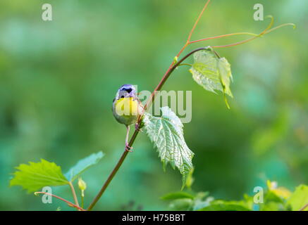 Un ampia maschera nera dona un tocco di highwayman mystique al maschio Yellowthroat comune. Foto Stock