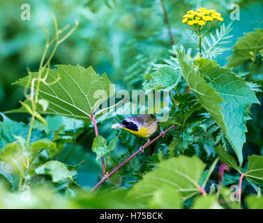 Un ampia maschera nera dona un tocco di highwayman mystique al maschio Yellowthroat comune. Foto Stock