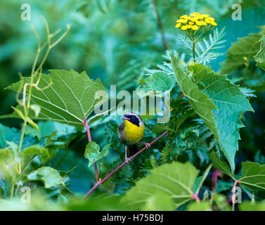 Un ampia maschera nera dona un tocco di highwayman mystique al maschio Yellowthroat comune. Foto Stock