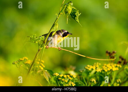 Un ampia maschera nera dona un tocco di highwayman mystique al maschio Yellowthroat comune. Foto Stock