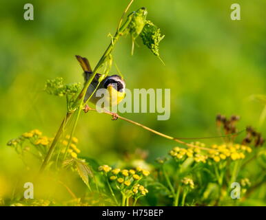 Un ampia maschera nera dona un tocco di highwayman mystique al maschio Yellowthroat comune. Foto Stock