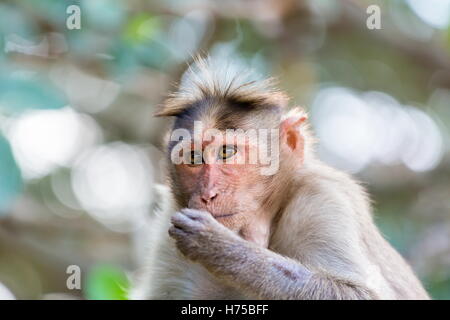 Il cofano è macaco macaco endemico dell India meridionale. La sua distribuzione è limitata dall'Oceano Indiano su tre lati. Foto Stock