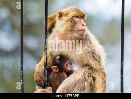 La Barbary macaque una popolazione di Gibilterra un solo la scimmia selvatici della popolazione nel continente europeo. Foto Stock