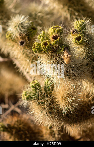 Parco nazionale di Joshua Tree Foto Stock
