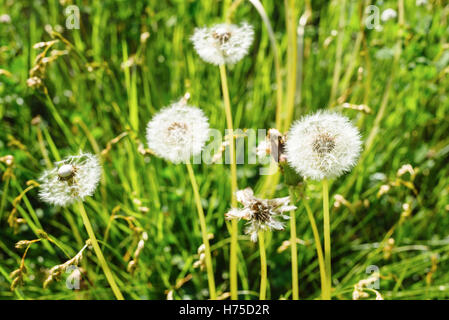 Tarassaco teste di seme (Taraxacum officinale) in un prato vicino alla città di Dawson, Yukon, Canada Foto Stock