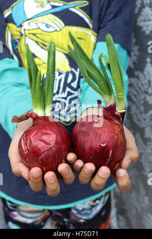 Cipolle spagnolo con nuovi germogli germogliatura Foto Stock