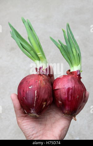 Cipolle spagnolo con nuovi germogli germogliatura Foto Stock